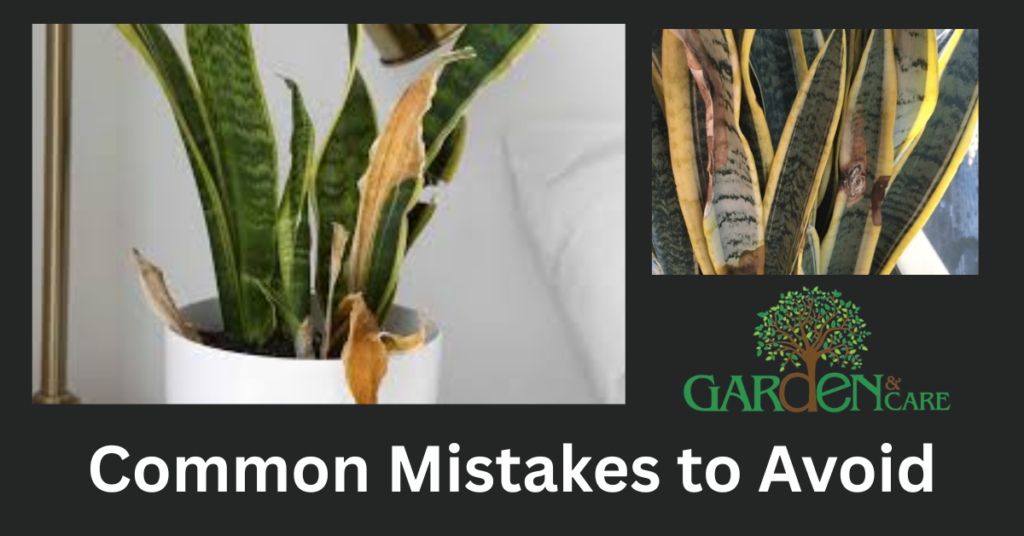 Common Mistakes to Avoid
