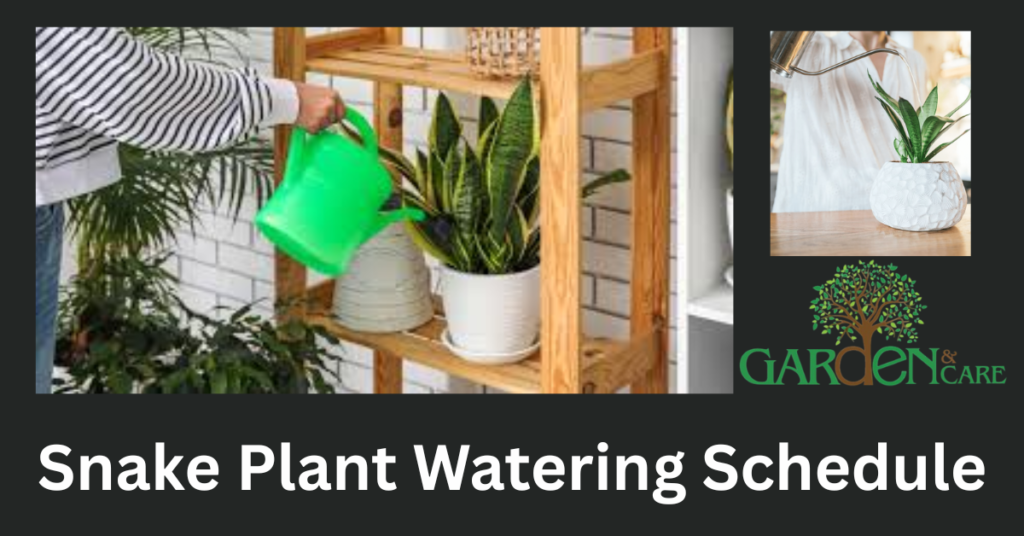 Snake Plant Watering Schedule