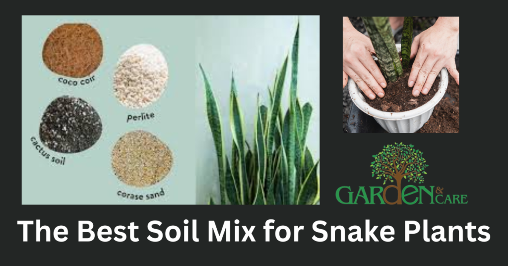 The Best Soil Mix for Snake Plants