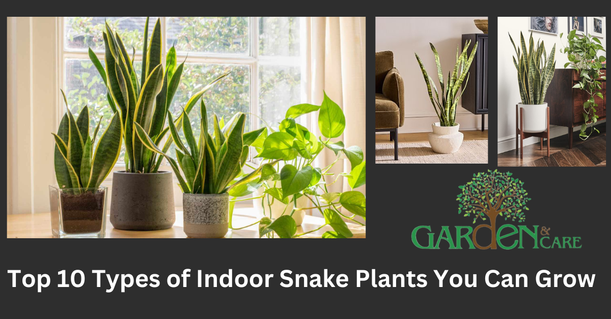 Top 10 Types of Indoor Snake Plants You Can Grow