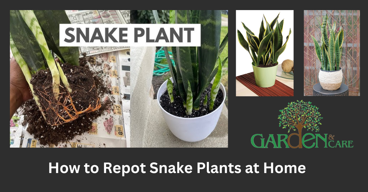 How to Repot Snake Plants at Home