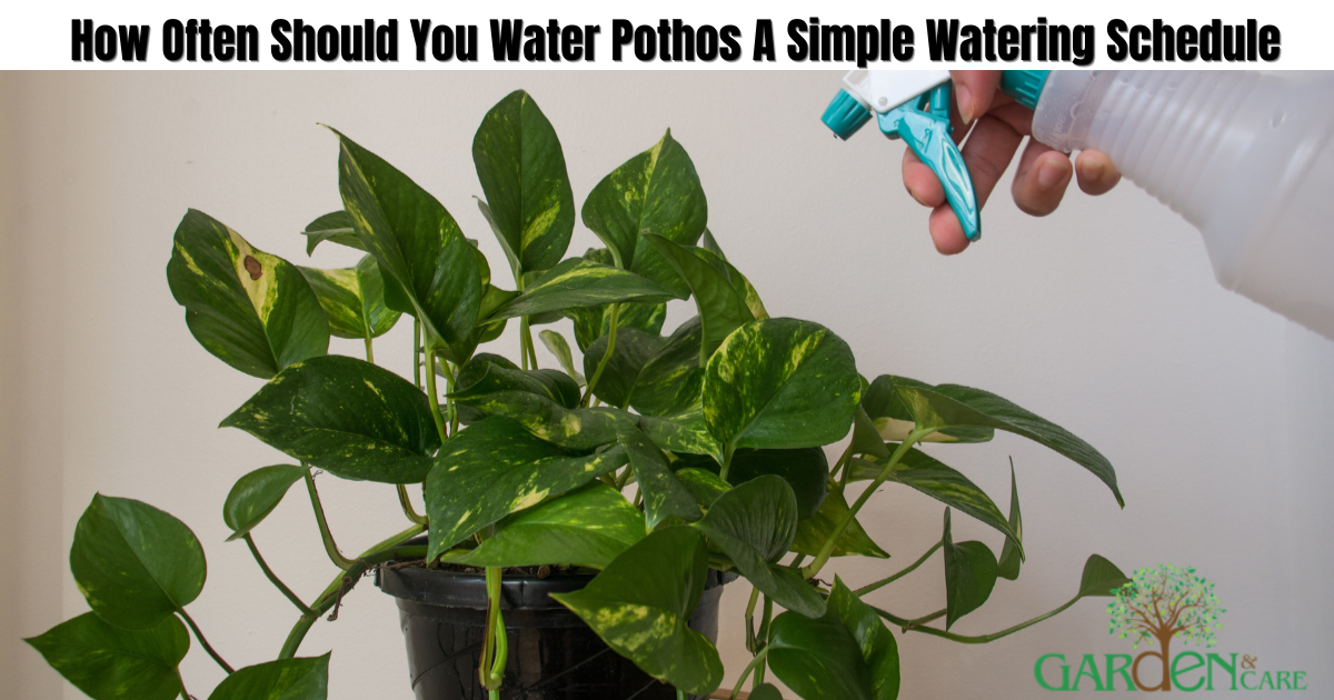 How Often Should You Water Pothos? A Simple Watering Schedule