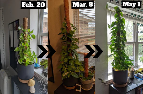 🌿 How to Train Pothos to Climb or Trail: Styling Tips for Every Home