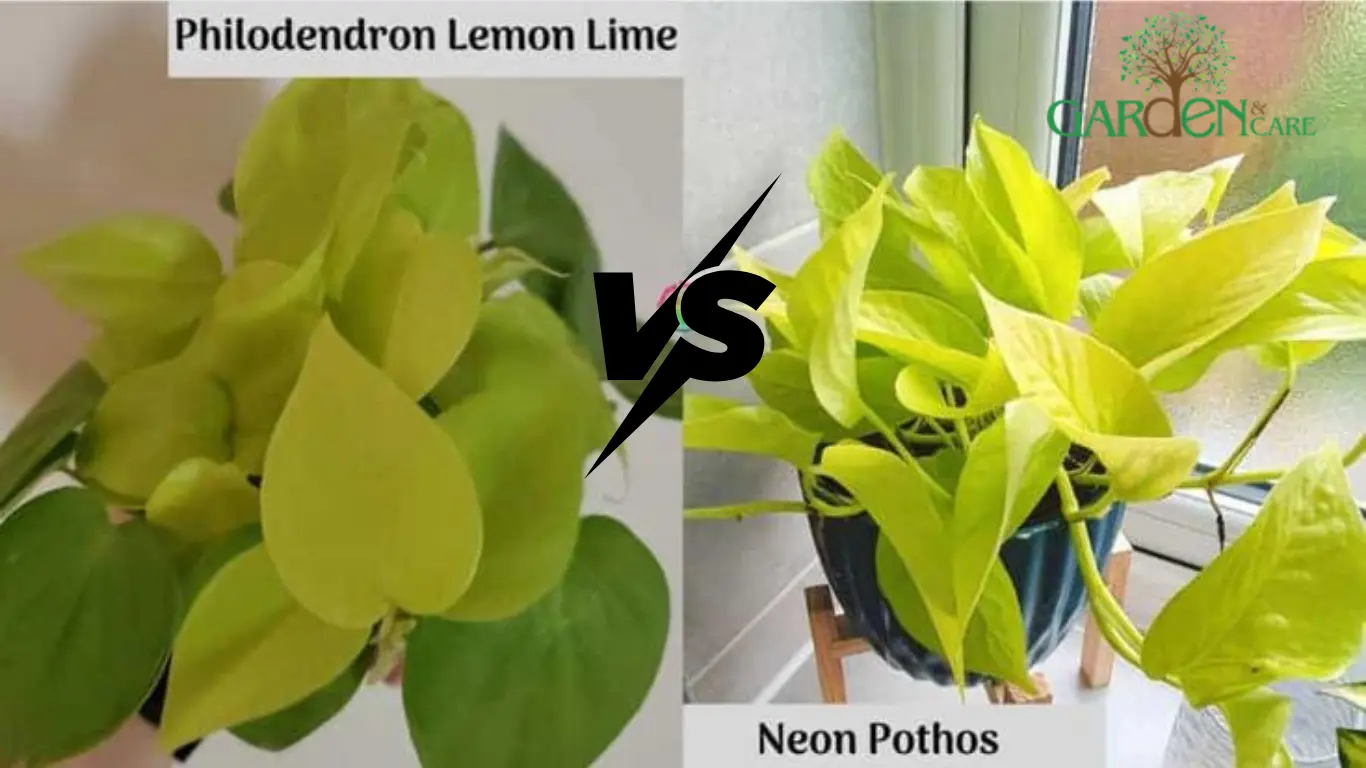 Neon pothos vs philodendron lemon lime