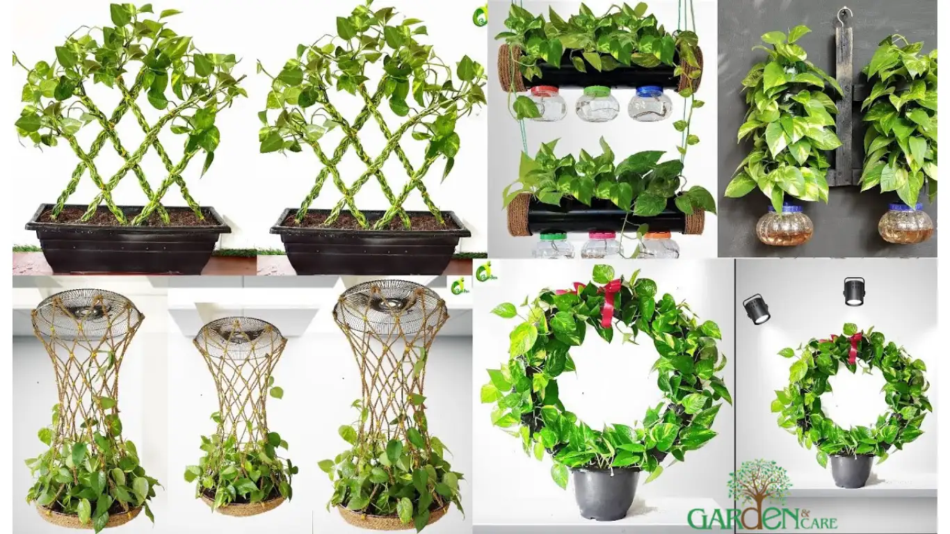 Pothos Plants Hanging Ideas: 10 Stylish Ways to Display Them Indoors
