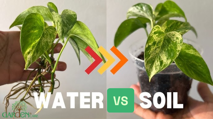 Pothos Propagation Made Easy: Water vs. Soil Method Explained