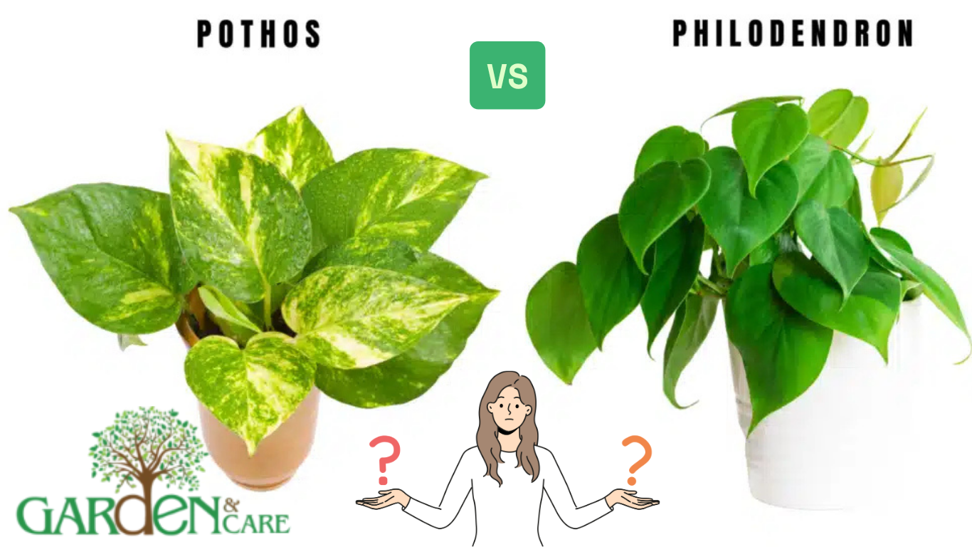 Pothos vs. Philodendron: How to Tell the Difference and Which to Choose