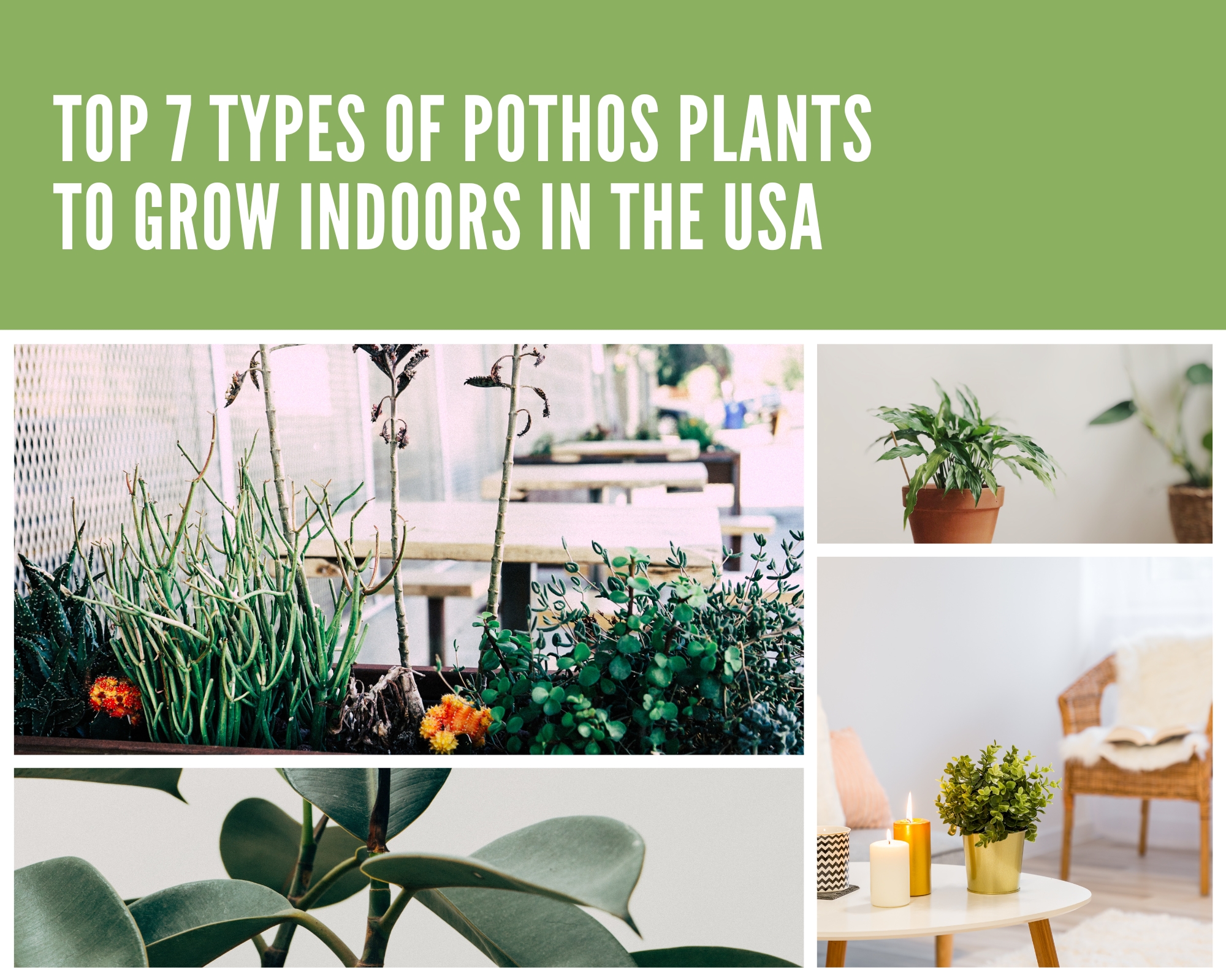 Top 7 Types of Pothos Plants to Grow Indoors in the USA