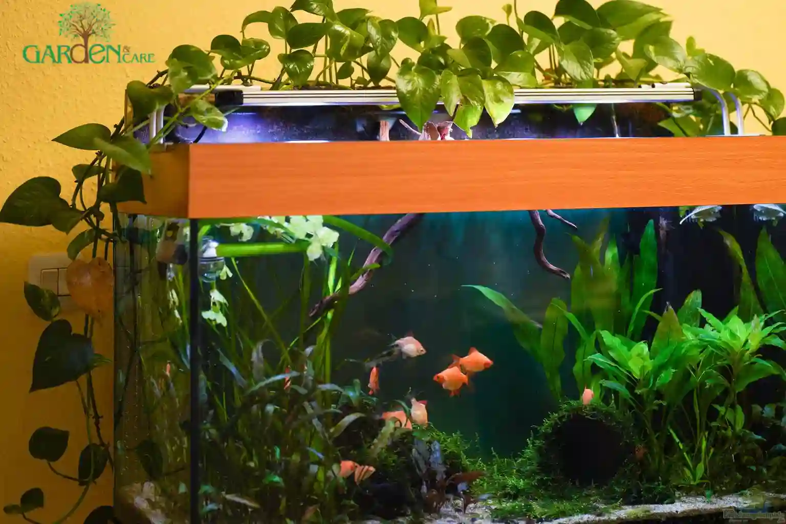 Golden Pothos in Aquarium: Nature’s Water Cleaner