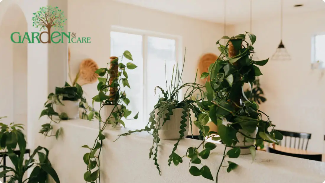 Pothos on a Pole: Best Poles, Care Tips, and Styling Ideas