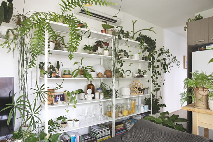 7 Stunning Pothos Plant Decor Ideas to Instantly Elevate Your Home
