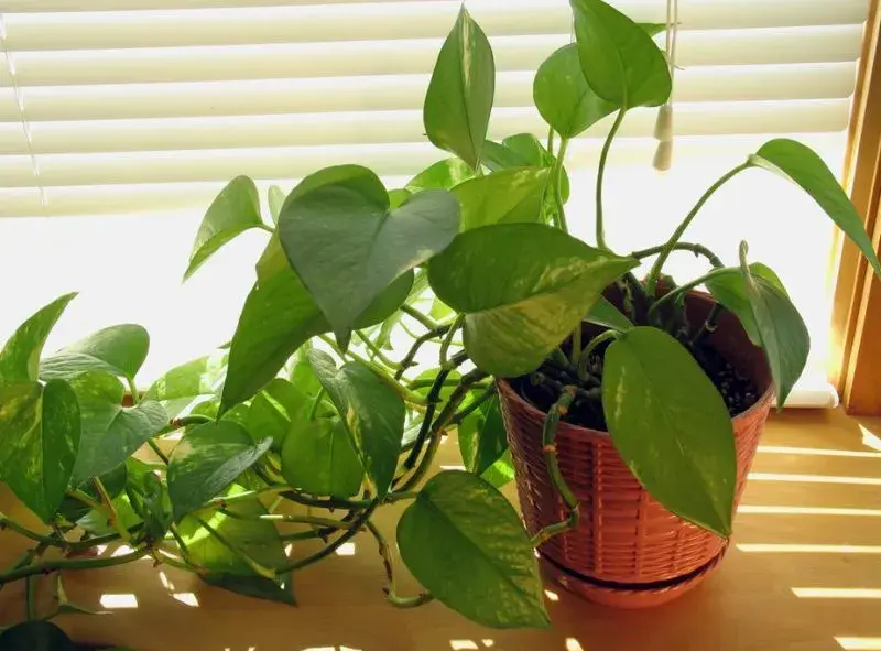 Easy Pothos Plant Guide: Stress-Free Care for a Thriving Green Home